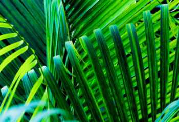 tropical leaves