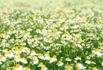 Camomile lawn
