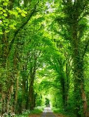 tree tunnel