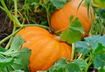 pumkin in the green