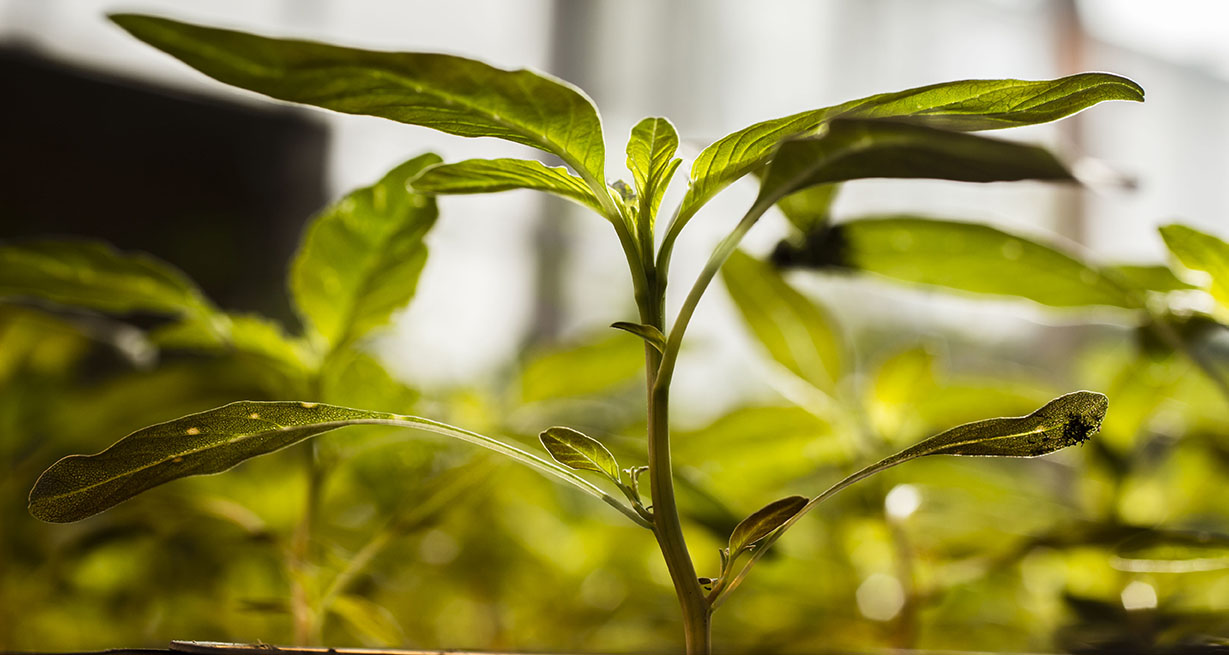 researchplantprotection Growtrain Ltd