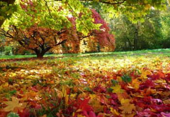 autumn_colours