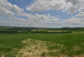 grass and cloud landscape